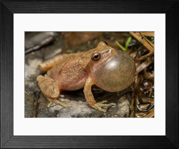 Framed Print : Spring Peeper (Pseudacris crucifer), formerly Hyal crucifer, with vocal sac fully inflated while chorusing at night, Muskoka, Ontario, Canada Framed Print : Spring Peeper (Pseudacris crucifer), formerly Hyal crucifer, with vocal sac fully inflated while chorusing at night, Muskoka, Ontario, Canada
