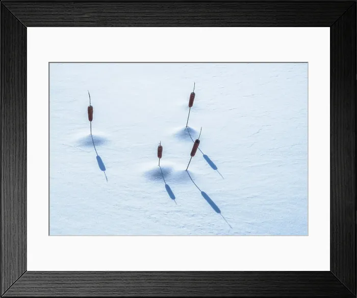 Framed Print : Cattails in winter, Rosseau, Ontario, Canada Framed Print : Cattails in winter, Rosseau, Ontario, Canada