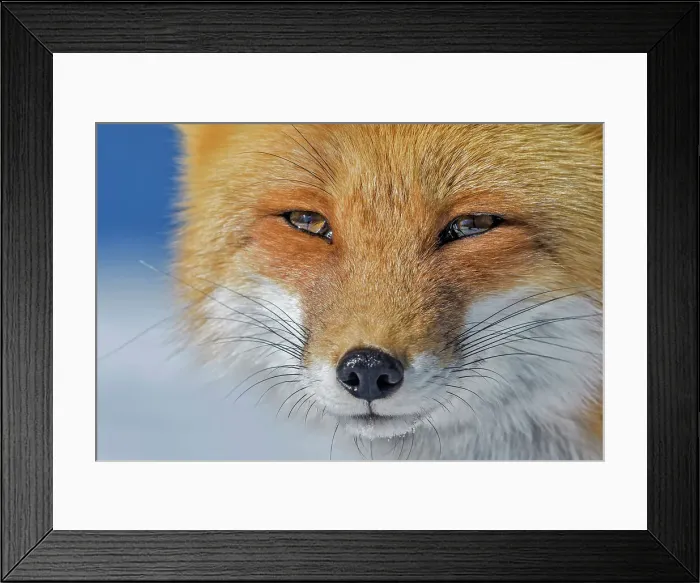 Framed Print : Red Fox (Vulpes vulpes), Algonquin Provincial Park, Ontario Framed Print : Red Fox (Vulpes vulpes), Algonquin Provincial Park, Ontario