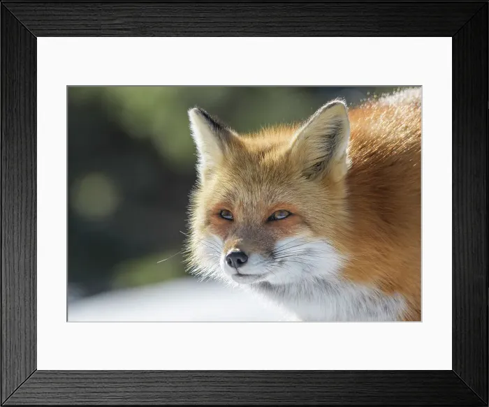 Framed Print : Red Fox (Vulpes vulpes) in winter, Algonquin Provincial Park, Ontario, Canada Framed Print : Red Fox (Vulpes vulpes) in winter, Algonquin Provincial Park, Ontario, Canada
