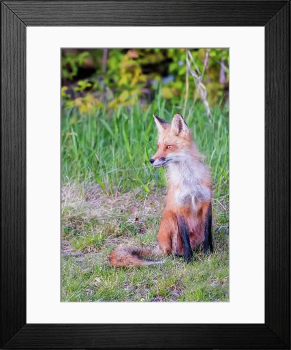 Framed Print : Red Fox (Vulpes vulpes), Thornton, Ontario, Canada Framed Print : Red Fox (Vulpes vulpes), Thornton, Ontario, Canada