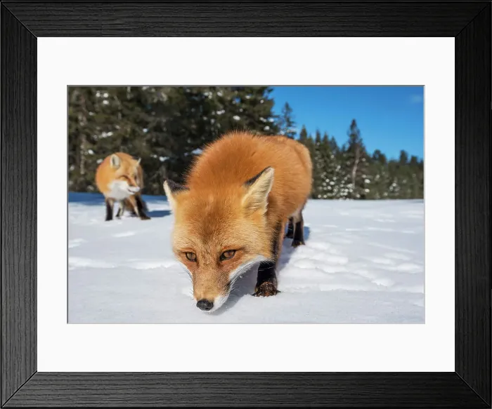 Framed Print : Red Fox (Vulpes vulpes) in winter, Algonquin Provincial Park, Ontario, Canada Framed Print : Red Fox (Vulpes vulpes) in winter, Algonquin Provincial Park, Ontario, Canada