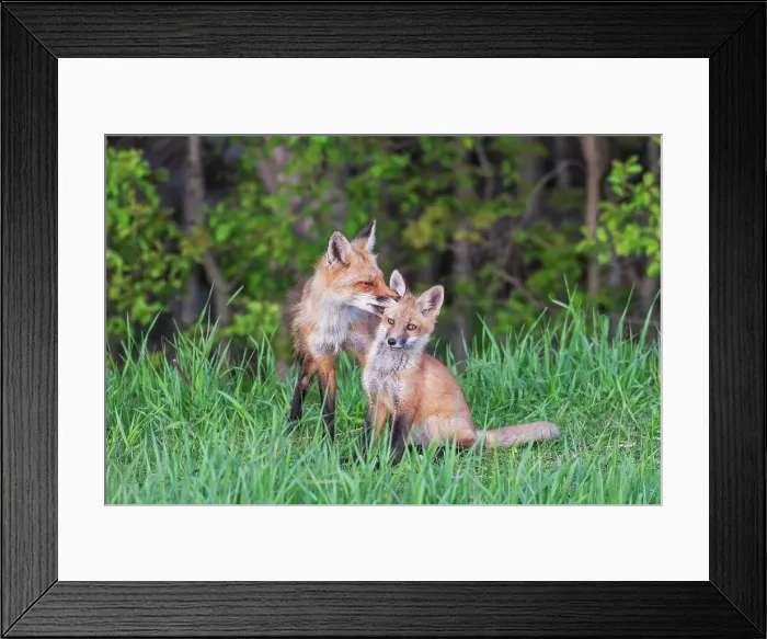 Framed Print : Red Fox (Vulpes vulpes) with kit, Thornton, Ontario, Canada Framed Print : Red Fox (Vulpes vulpes) with kit, Thornton, Ontario, Canada