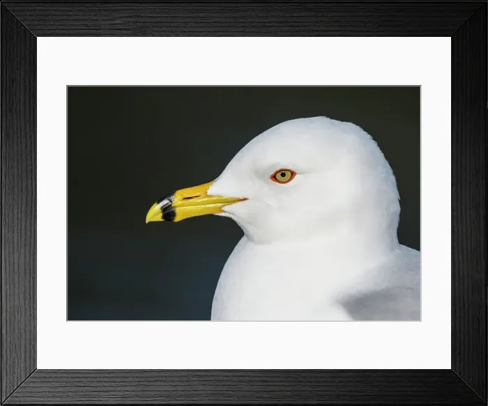 Framed Print : Ring-billed Gull(Larus delawarensis), Barrie, Ontario, Canada