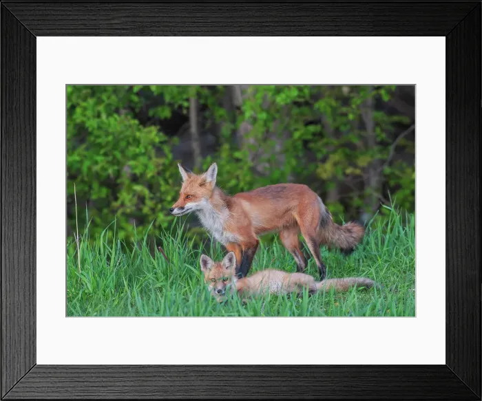 Framed Print : Red Fox (Vulpes vulpes) with kit, Thornton, Ontario, Canada Framed Print : Red Fox (Vulpes vulpes) with kit, Thornton, Ontario, Canada