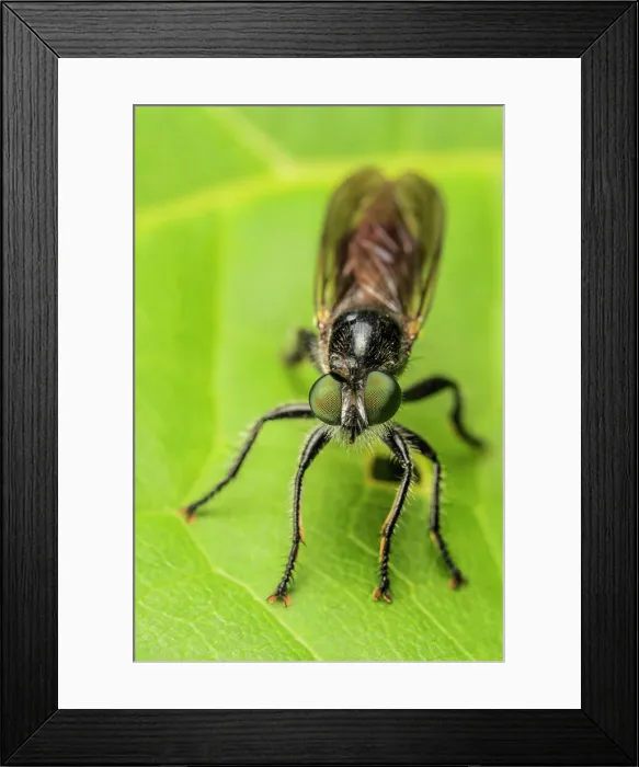 Framed Print : Robberfly, Thornton, Ontario, Canada Framed Print : Robberfly, Thornton, Ontario, Canada
