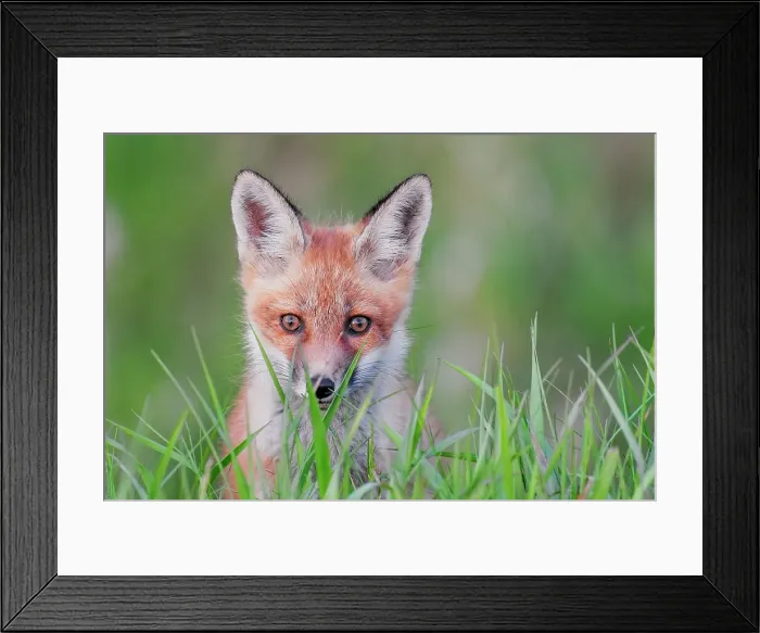 Framed Print : Red Fox (Vulpes vulpes) kit, Thornton, Ontario, Canada Framed Print : Red Fox (Vulpes vulpes) kit, Thornton, Ontario, Canada
