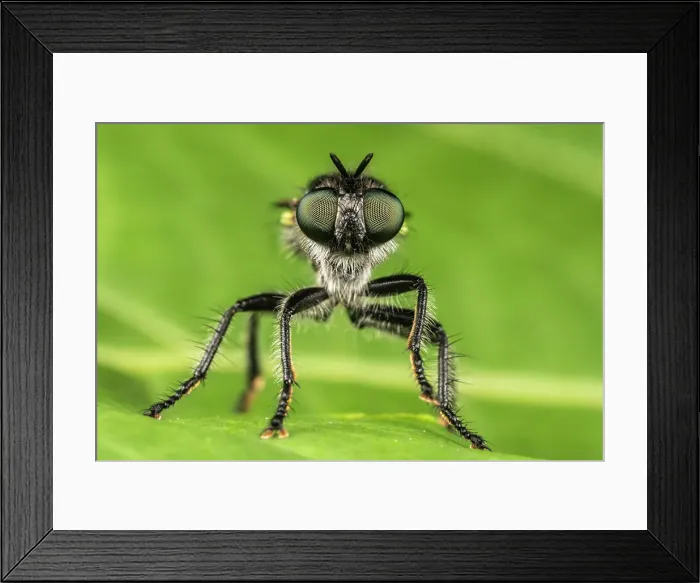 Framed Print : Robberfly, Thornton, Ontario, Canada Framed Print : Robberfly, Thornton, Ontario, Canada