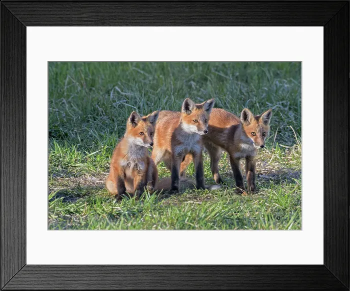 Framed Print : Red Fox (Vulpes vulpes) kits, Barrie, Ontario, Canada Framed Print : Red Fox (Vulpes vulpes) kits, Barrie, Ontario, Canada