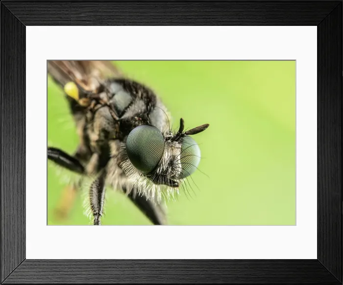 Framed Print : Robberfly, Thornton, Ontario, Canada Framed Print : Robberfly, Thornton, Ontario, Canada