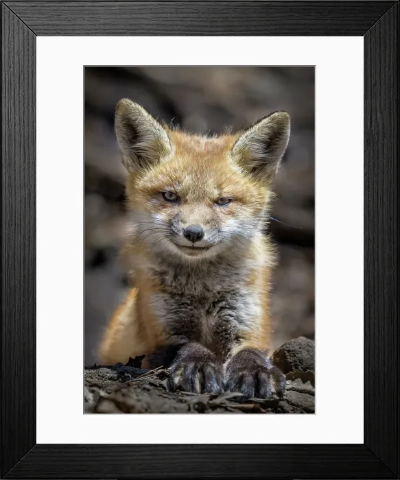 Framed Print : Red Fox (Vulpes vulpes) kit, Barrie, Ontario, Canada Framed Print : Red Fox (Vulpes vulpes) kit, Barrie, Ontario, Canada
