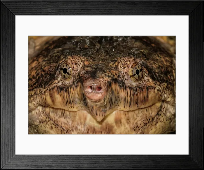 Framed Print : Common Snapping Turtle (Chelydra serpentina), Ontario, Canada Framed Print : Common Snapping Turtle (Chelydra serpentina), Ontario, Canada
