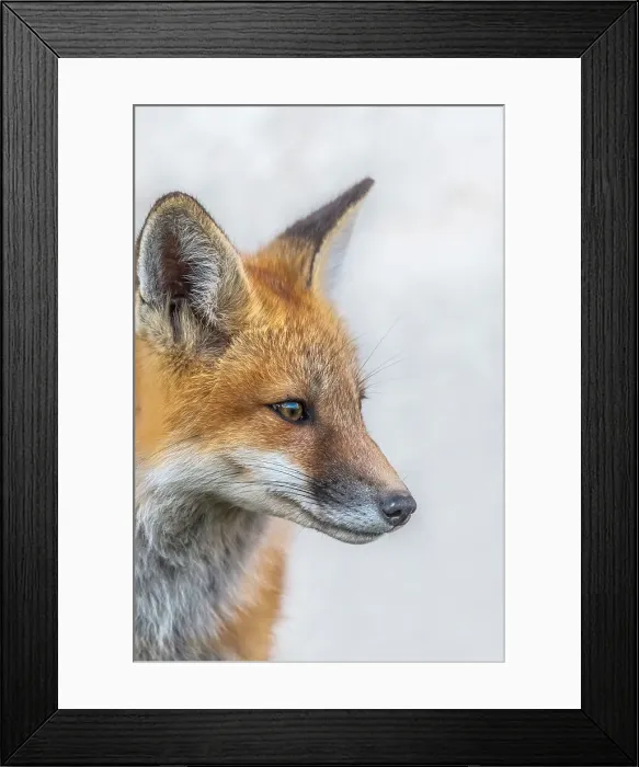 Framed Print : Red Fox (Vulpes vulpes) kit, Barrie, Ontario, Canada Framed Print : Red Fox (Vulpes vulpes) kit, Barrie, Ontario, Canada