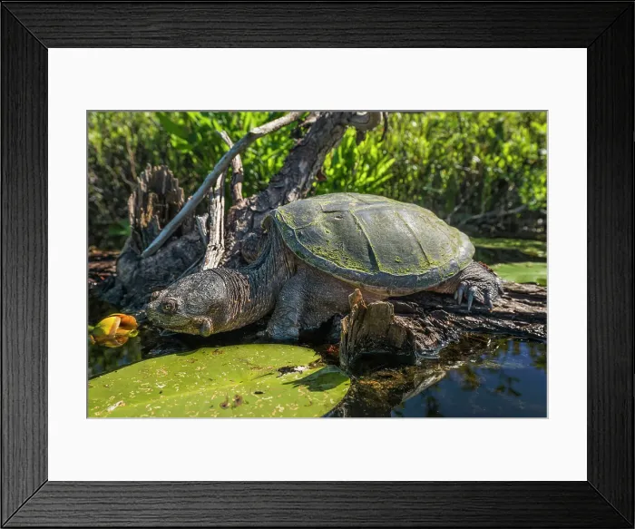 Framed Print : Common Snapping Turtle (Chelydra serpentina) in wetland on Horseshioe Lake, Muskoka, Ontario, Canada Framed Print : Common Snapping Turtle (Chelydra serpentina) in wetland on Horseshioe Lake, Muskoka, Ontario, Canada