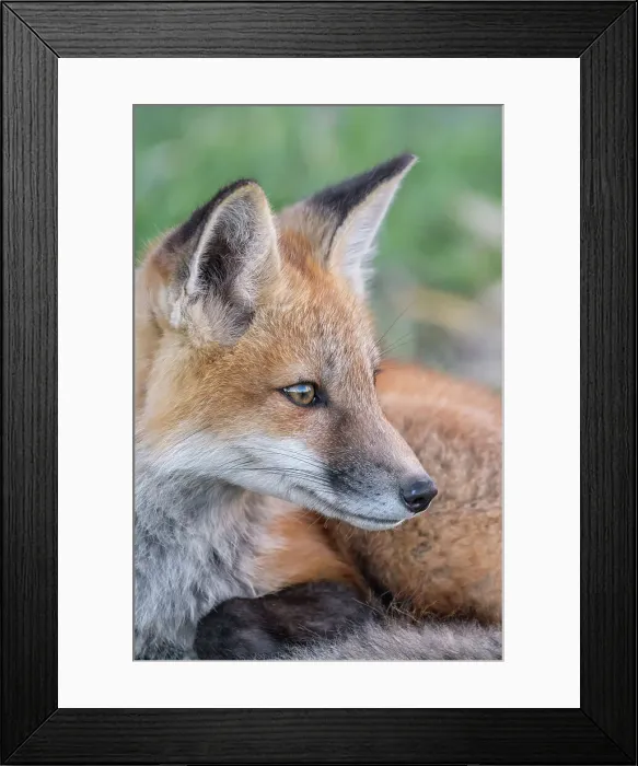 Framed Print : Red Fox (Vulpes vulpes) kit, Barrie, Ontario, Canada Framed Print : Red Fox (Vulpes vulpes) kit, Barrie, Ontario, Canada
