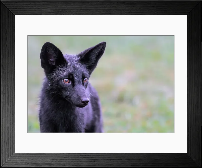 Framed Print : Red Fox (Vulpes vulpes) - black phase, HUmber Bay Park, Toronto, Ontario, Canada Framed Print : Red Fox (Vulpes vulpes) - black phase, HUmber Bay Park, Toronto, Ontario, Canada