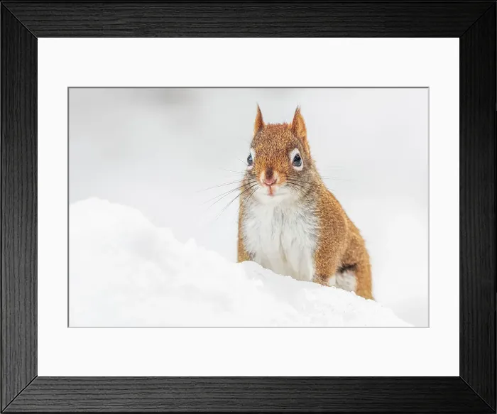 Framed Print : Red Squirrel (Tamiasciurus hudsonicus), Algonquin Provincial Park, Ontario, Canada Framed Print : Red Squirrel (Tamiasciurus hudsonicus), Algonquin Provincial Park, Ontario, Canada