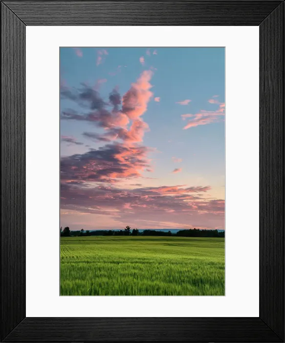 Framed Print : Winter wheat field at sunset, Thornton, Ontario, Canada Framed Print : Winter wheat field at sunset, Thornton, Ontario, Canada