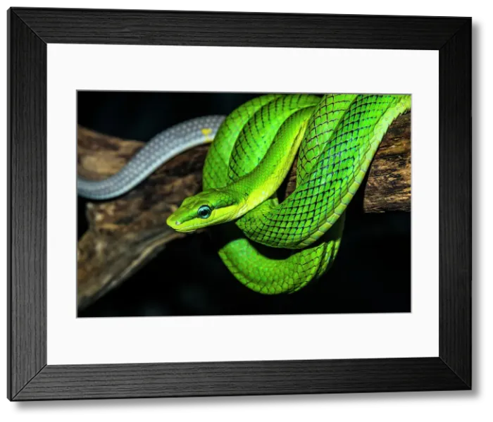 Framed Print : Red-tailed Green Rat Snake (Gonyosoma oxycephala) - captive, Ontario, Canada Framed Print : Red-tailed Green Rat Snake (Gonyosoma oxycephala) - captive, Ontario, Canada