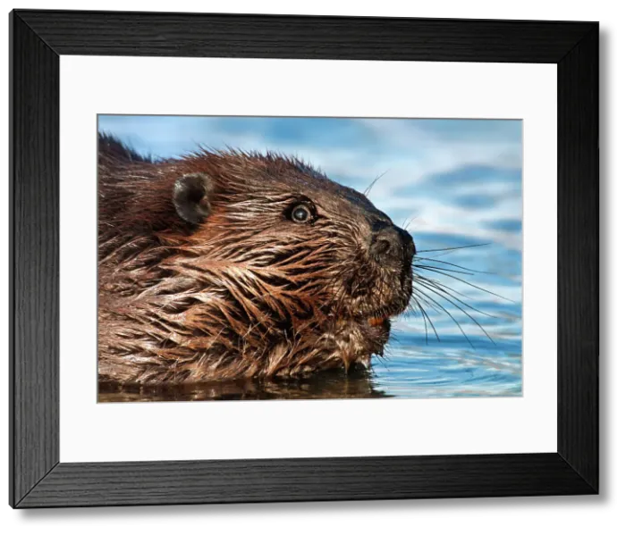 Framed Print : Beaver (Castor canadensis), Horseshoe Lake, Parry Sound, Ontario, Canada