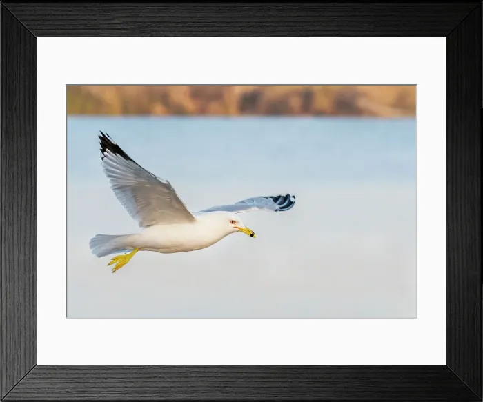 Framed Print : Ring-billed Gull (Larus delawarensis) in flight, Barrie, Ontario, Canada