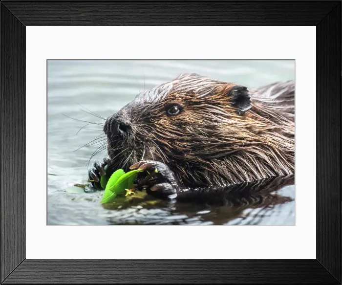 Framed Print : Beaver (Castor canadensis), Horseshoe Lake, Parry Sound, Ontario, Canada Framed Print : Beaver (Castor canadensis), Horseshoe Lake, Parry Sound, Ontario, Canada