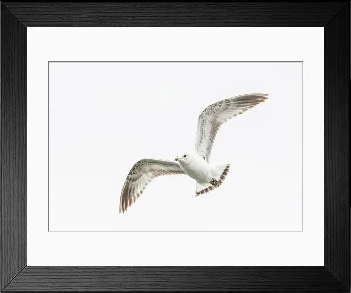 Framed Print : Ring-billed Gull (Larus delawarensis) in flight, Barrie, Ontario, Canada Framed Print : Ring-billed Gull (Larus delawarensis) in flight, Barrie, Ontario, Canada