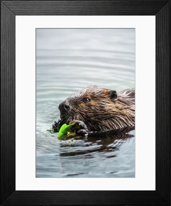 Framed Print : Beaver (Castor canadensis), Horseshoe Lake, Parry Sound, Ontario, Canada Framed Print : Beaver (Castor canadensis), Horseshoe Lake, Parry Sound, Ontario, Canada