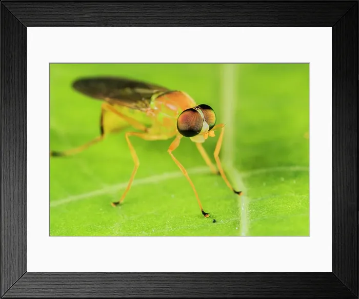 Framed Print : Robberfly, Ontario, Canada Framed Print : Robberfly, Ontario, Canada