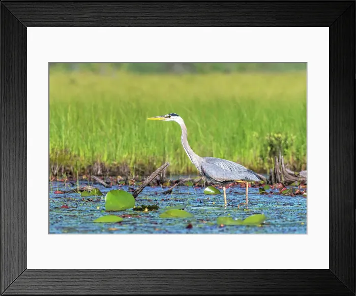 Framed Print : Great Blue Heron (Ardea herodias), Algonquin Provincial Park, Ontario, Canada Framed Print : Great Blue Heron (Ardea herodias), Algonquin Provincial Park, Ontario, Canada