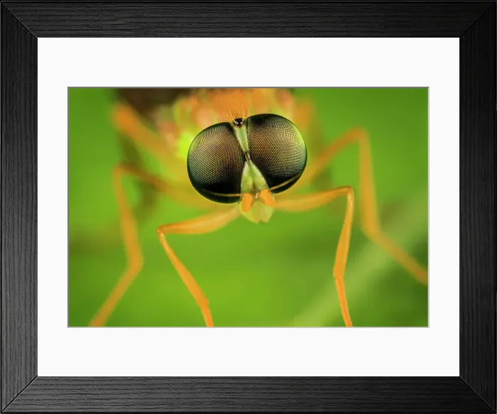 Framed Print : Robberfly, Ontario, Canada Framed Print : Robberfly, Ontario, Canada