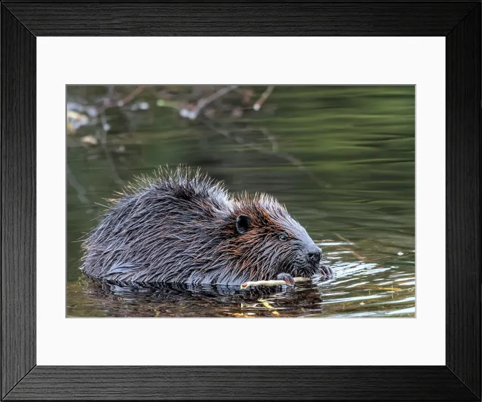 Framed Print : Beaver (Castor canadensis) at Costello Creek in Algonquin Provincial Park, Ontario, Canada Framed Print : Beaver (Castor canadensis) at Costello Creek in Algonquin Provincial Park, Ontario, Canada