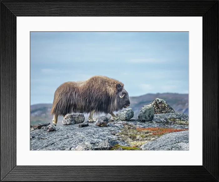 Framed Print : Muskox (Ovibos moschatus), Nunavik, Quebec, Canada Framed Print : Muskox (Ovibos moschatus), Nunavik, Quebec, Canada