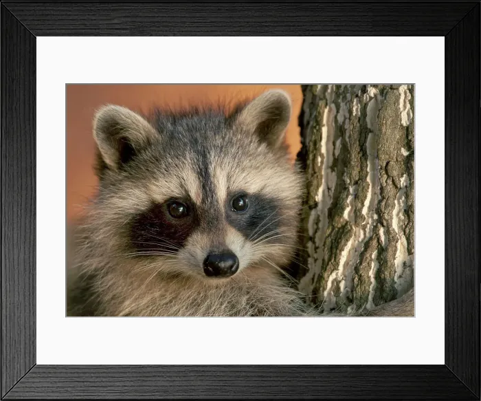 Framed Print : Raccoon (Procyon lotor) in Muskoka near the town of Rosseau, Ontario, Canada Framed Print : Raccoon (Procyon lotor) in Muskoka near the town of Rosseau, Ontario, Canada