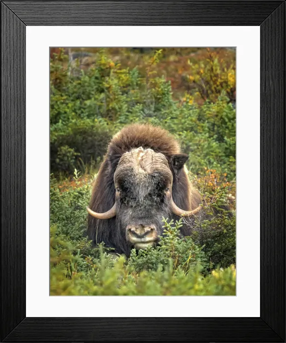 Framed Print : Muskok (Ovibos moschatus) bull, Nunavik, Quebec, Canada Framed Print : Muskok (Ovibos moschatus) bull, Nunavik, Quebec, Canada