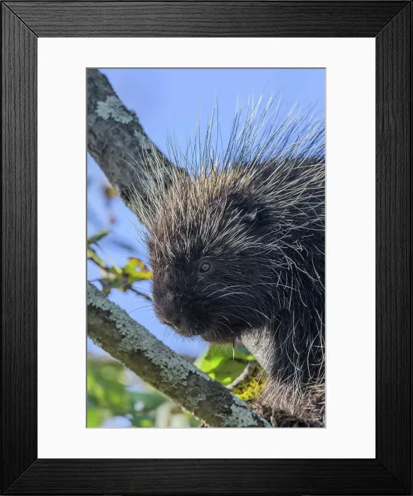 Framed Print : North American Porcupine (Erethizon dorsatum), Muskoka, Ontario, Canada Framed Print : North American Porcupine (Erethizon dorsatum), Muskoka, Ontario, Canada