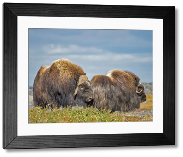 Framed Print : Muskox (Ovibos moschatus) bull and cow, Nunavik, Quebec, Canada Framed Print : Muskox (Ovibos moschatus) bull and cow, Nunavik, Quebec, Canada