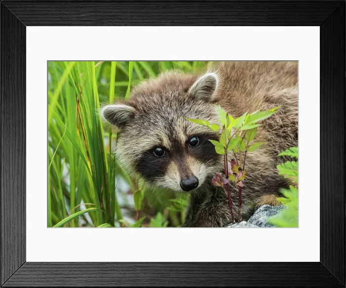 Framed Print : Juvenile Raccoon (Procyon lotor) in Muskoka near the town of Rosseau, Ontario, Canada Framed Print : Juvenile Raccoon (Procyon lotor) in Muskoka near the town of Rosseau, Ontario, Canada