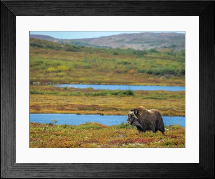 Framed Print : Muskox (Ovibos moschatus), in tundra habitat of Nunavik, Quebec, Canada Framed Print : Muskox (Ovibos moschatus), in tundra habitat of Nunavik, Quebec, Canada