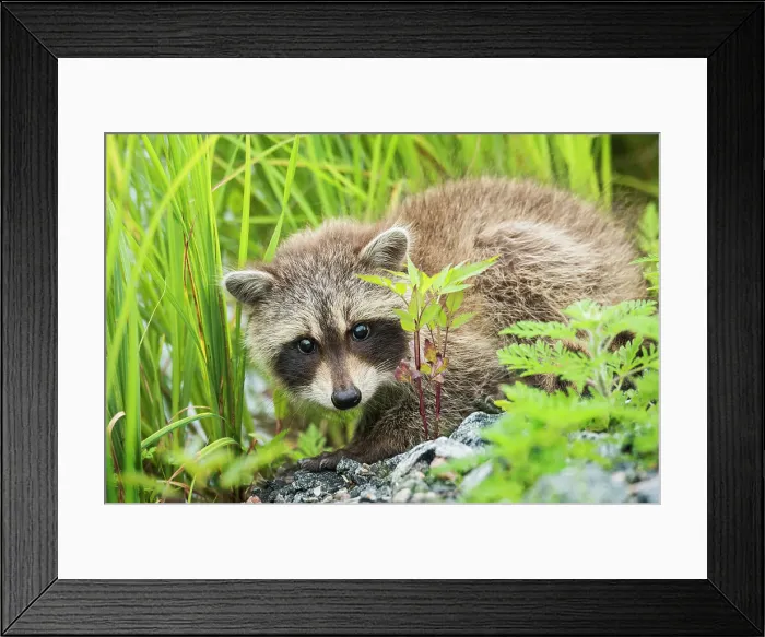 Framed Print : Juvenile Raccoon (Procyon lotor) in Muskoka near the town of Rosseau, Ontario, Canada Framed Print : Juvenile Raccoon (Procyon lotor) in Muskoka near the town of Rosseau, Ontario, Canada