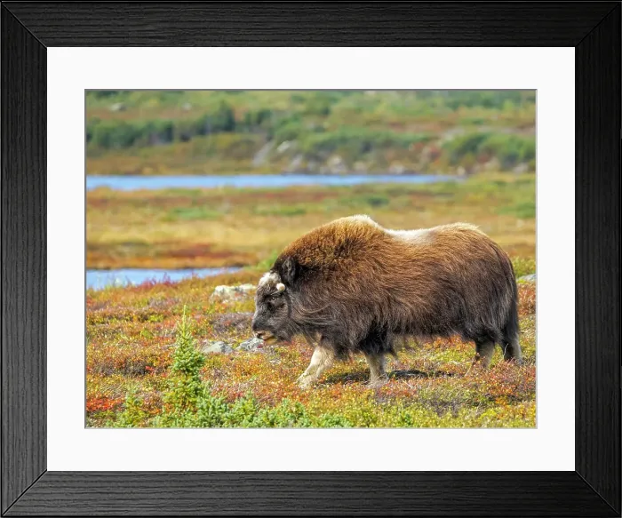 Framed Print : Muskox (Ovibos moschatus), in tundra habitat of Nunavik, Quebec, Canada Framed Print : Muskox (Ovibos moschatus), in tundra habitat of Nunavik, Quebec, Canada