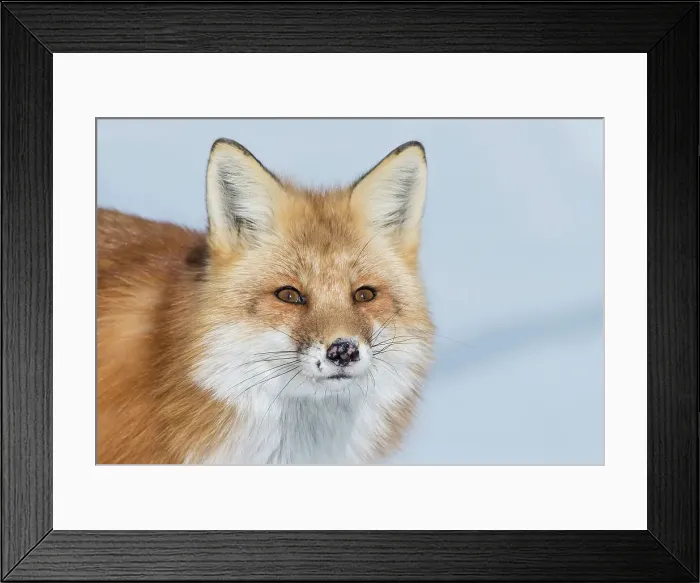 Framed Print : Red Fox (Vulpes vulpes) in winter. Algonquin Provincial Park, Ontario, Canada Framed Print : Red Fox (Vulpes vulpes) in winter. Algonquin Provincial Park, Ontario, Canada
