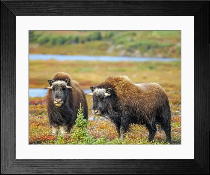 Framed Print : Muskox (Ovibos moschatus), in tundra habitat of Nunavik, Quebec, Canada Framed Print : Muskox (Ovibos moschatus), in tundra habitat of Nunavik, Quebec, Canada