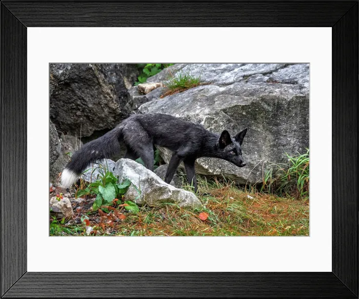 Framed Print : Red Fox (Vulpes vulpes) - black phase, Humber Bay Park, Toronto, Ontario, Canada Framed Print : Red Fox (Vulpes vulpes) - black phase, Humber Bay Park, Toronto, Ontario, Canada