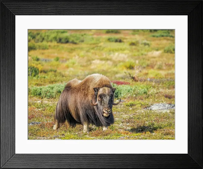 Framed Print : Muskox (Ovibos moschatus), in tundra habitat of Nunavik, Quebec, Canada Framed Print : Muskox (Ovibos moschatus), in tundra habitat of Nunavik, Quebec, Canada