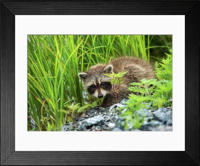 Framed Print : Juvenile Raccoon (Procyon lotor) in Muskoka near the town of Rosseau, Ontario, Canada Framed Print : Juvenile Raccoon (Procyon lotor) in Muskoka near the town of Rosseau, Ontario, Canada
