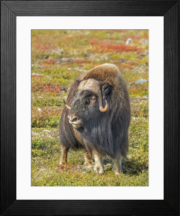 Framed Print : Muskok (Ovibos moschatus) bull, Nunavik, Quebec, Canada Framed Print : Muskok (Ovibos moschatus) bull, Nunavik, Quebec, Canada