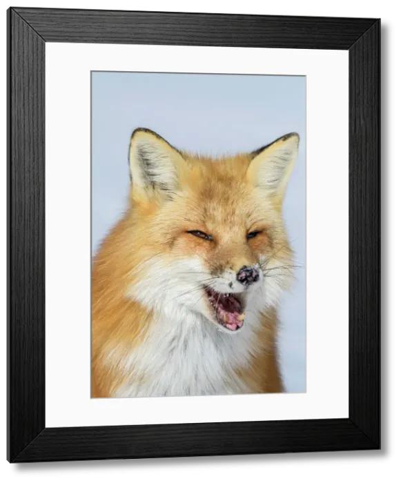 Framed Print : Red Fox (Vulpes vulpes) in winter. Algonquin Provincial Park, Ontario, Canada Framed Print : Red Fox (Vulpes vulpes) in winter. Algonquin Provincial Park, Ontario, Canada