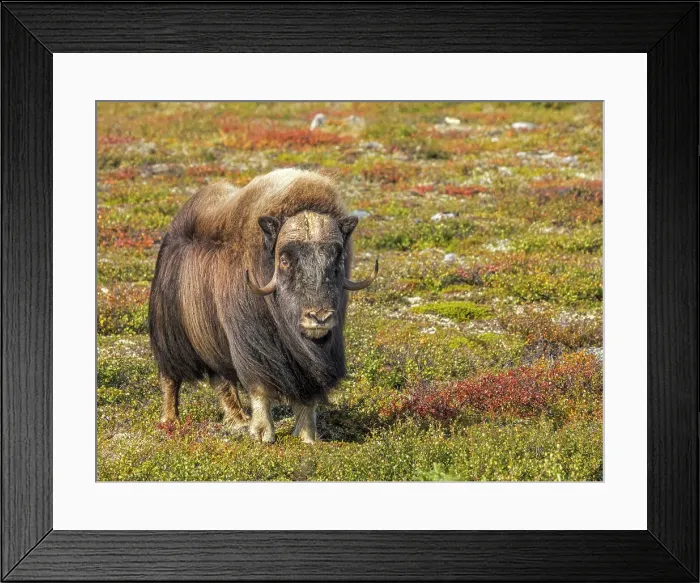 Framed Print : Muskox (Ovibos moschatus), in tundra habitat of Nunavik, Quebec, Canada Framed Print : Muskox (Ovibos moschatus), in tundra habitat of Nunavik, Quebec, Canada