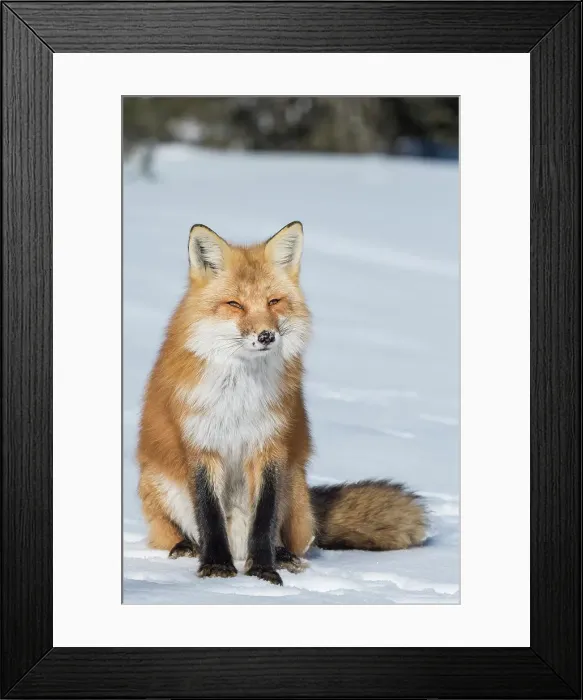 Framed Print : Red Fox (Vulpes vulpes) in winter. Algonquin Provincial Park, Ontario, Canada Framed Print : Red Fox (Vulpes vulpes) in winter. Algonquin Provincial Park, Ontario, Canada